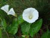 Calystegia sepium - opletník plotní