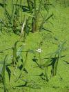 Sagittaria sagittifolia - šípatka střelolistá