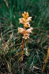 Orobanche alba - záraza bílá
