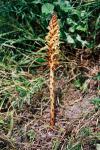 Orobanche kochii - záraza zardělá