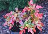 Mahonia x wagneri 'Sunset' - mahóne Wagnerova