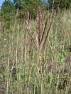 Bothriochloa ischaemum - vousatka prstnatá