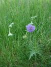 Knautia arvensis - chrastavec rolní