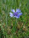 Centaurea cyanus - chrpa modrá