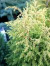 Juniperus communis 'Gold Cone' - jalovec obecný