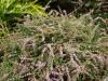 Calluna vulgaris 'Alys Sutcliffe' - vřes obecný