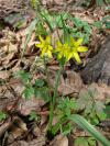 Gagea lutea - křivatec žlutý