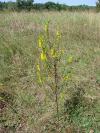 Orthantha lutea - zahořanka žlutá