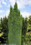 Juniperus communis 'Hibernica' - jalovec obecný