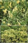 Juniperus sabina 'Variegata' - jalovec chvojka