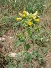 Inula conyzae - oman hnidák
