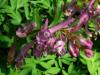 Corydalis solida - dymnivka plná