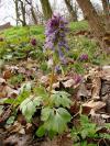 Corydalis cava - dymnivka dutá