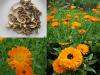 Calendula officinalis - měsíček lékařský