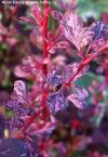 Berberis thunbergii 'Rose Glow' - dřišťál Thunbergův