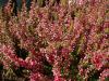 Calluna vulgaris 'Athene' - vřes obecný