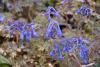 Corydalis flexuosa 'Purple Leaf' - dymnivka