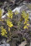 Corydalis cheilanthifolia - dymnivka kapraďolistá