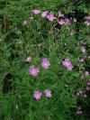 Epilobium hirsutum - vrbovka chlupatá