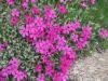 Phlox douglasii 'Ochsenblut' - plamenka kobercová