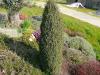 Juniperus communis 'Compressa' - jalovec obecný