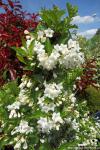 Weigela 'Bristol Snowflake' - vajgélie