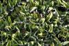 Antennaria plantaginifolia - kociánek