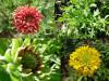 Gaillardia pulchella - kokarda sličná