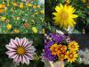 Gazania - gazánie