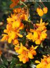 Berberis x lologensis 'Apricot queen' - dřišťál lologský