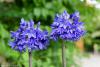 Agapanthus 'Blue Vonder' - kalokvět