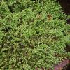 Juniperus communis 'Green Carpeth' - jalovec obecný