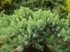 Juniperus procumbens 'Nana' - jalovec položený