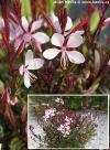 Gaura lindheimeri 'Compacta' - gaura, svíčkovec