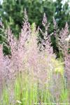 Calamagrostis x acutiflora 'Karl foerster' - třtina ostrolistá