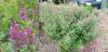 Indigofera heterantha - modřil