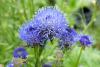 Jasione laevis 'Blue Beacon' - pavinec vytrvalý