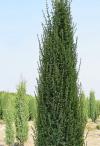 Juniperus communis 'Arnold' - jalovec obecný