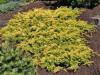 Juniperus conferta 'All Gold' - jalovec pobřežní