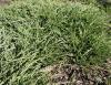 Juniperus horizontalis 'Jade River' - jalovec polehavý
