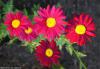 Tanacetum 'Robinson's Red' - kopretina šarlatová