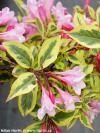 Weigela 'Magical Rainbow'® - vajgélie