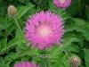Centaurea dealbata - chrpa bělavá