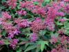 Filipendula purpurea - tužebník