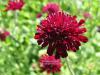 Knautia macedonica 'Red Knight' - chrastavec makedonský