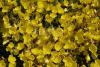 Oenothera fruticosa 'Hohes Light'  - pupalka