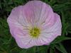 Oenothera speciosa 'Siskiyou Pink' - pupalka