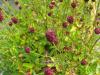 Sanguisorba officinalis 'Tanna' - krvavec toten