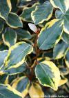 Elaeagnus x ebbingei 'Viveleg' - hlošina Ebbingeova