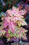 x Heucherella 'Sunrise Falls'® - dlužicha